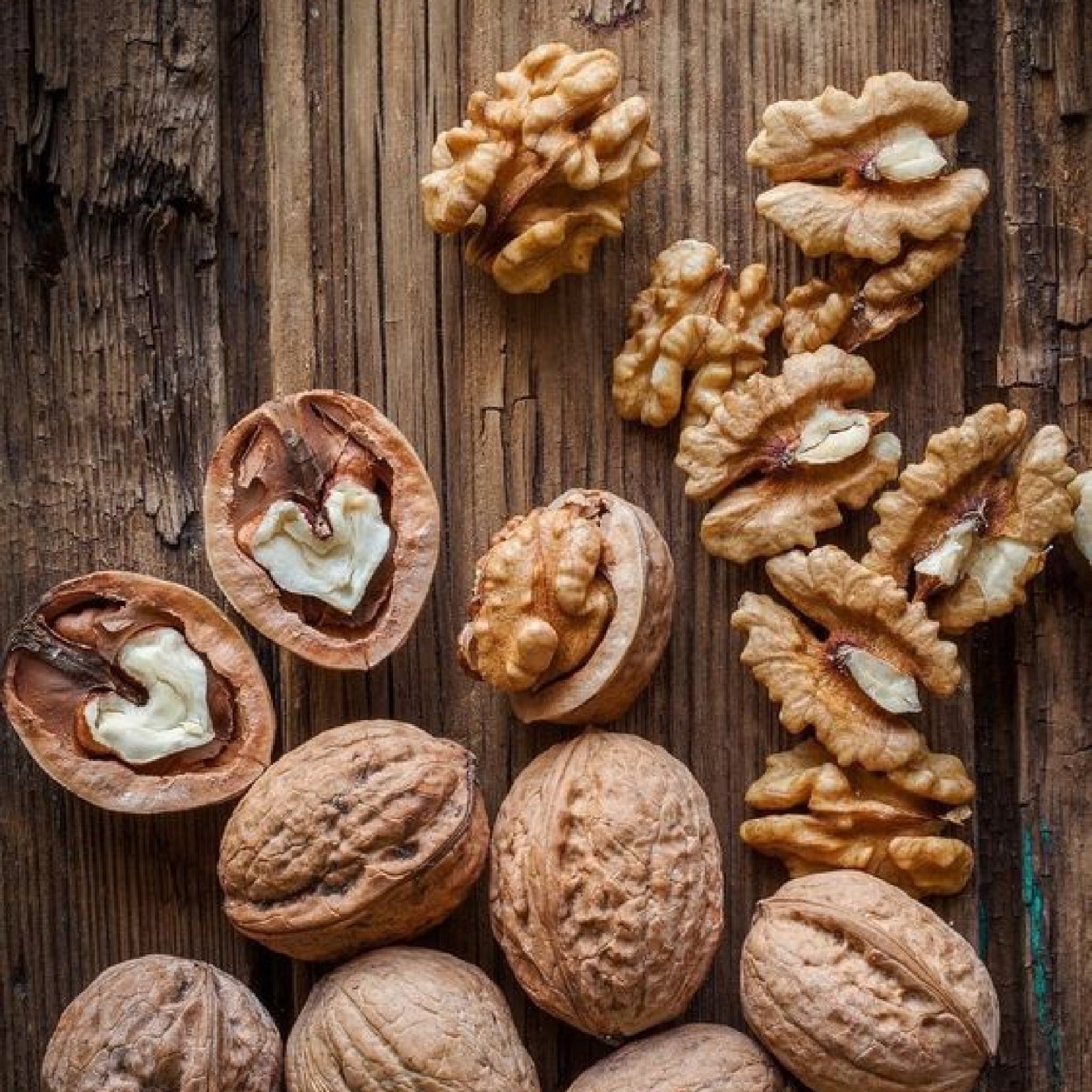 NUEZ DE NOGAL ( CEREBRITO)